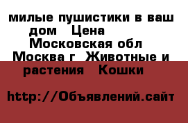 милые пушистики в ваш дом › Цена ­ 6 000 - Московская обл., Москва г. Животные и растения » Кошки   